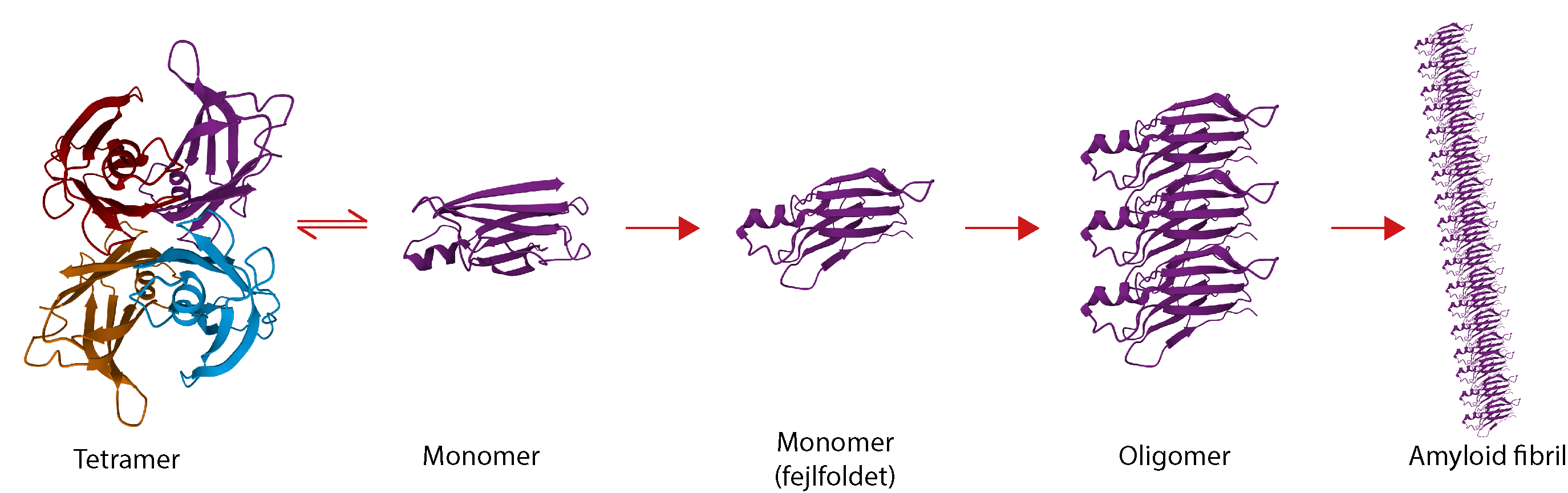 Tetramer, Monomer, Monomer (fejlfoldet), Oligomer, Amyloid fibril